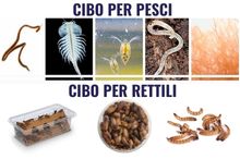 PTL IMP EXP CIBO PER PESCI CIBO PER RETTILI 